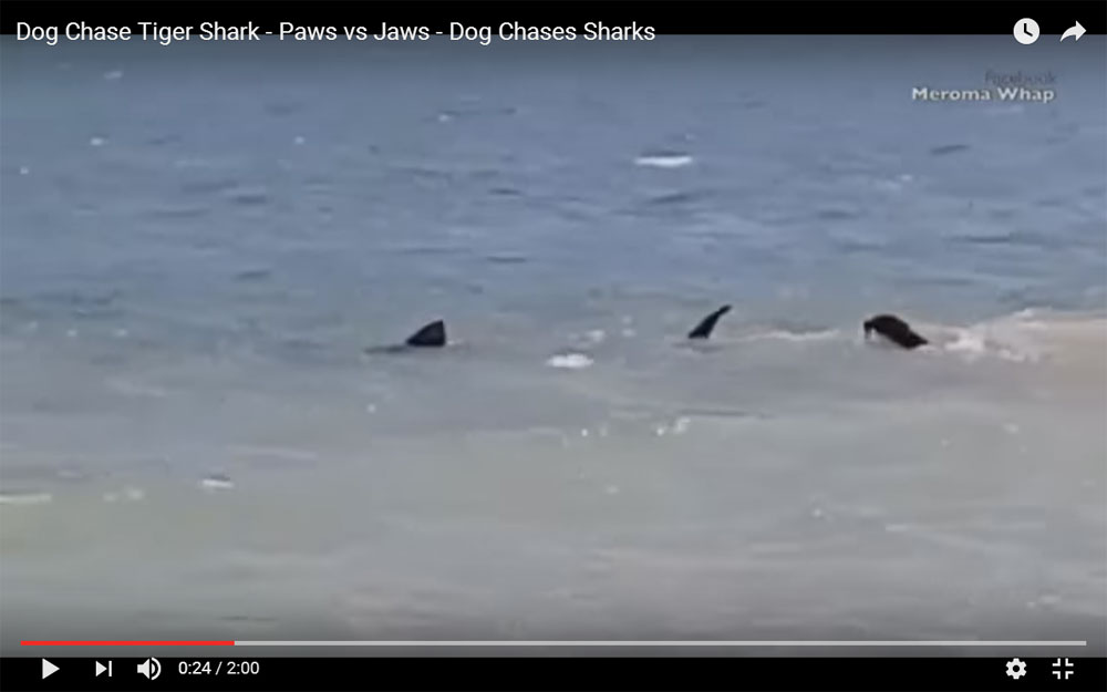 perro-vs-tiburon