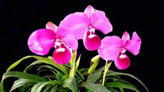 Orquídeas2