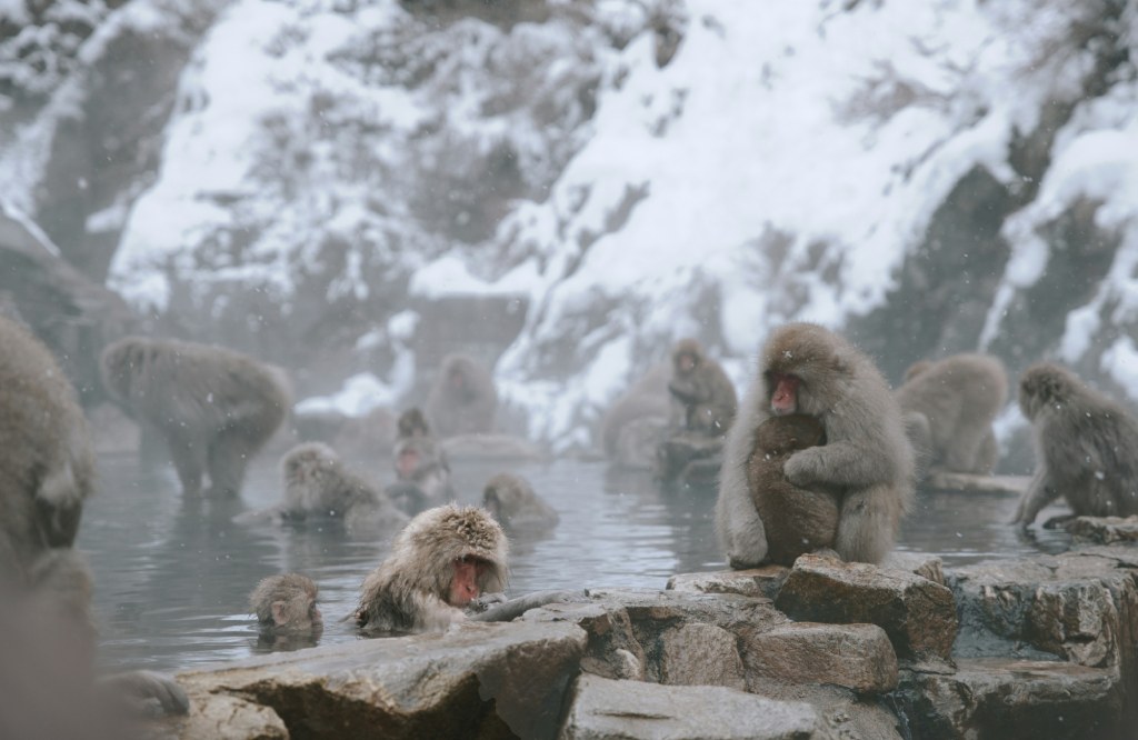 Macacos en Jigokudani Yaen Koen