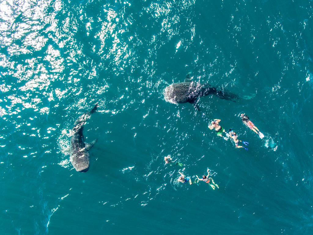 Nadando con tiburones ballena en La Paz