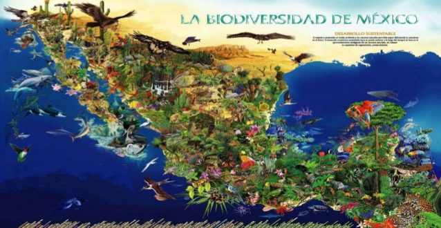 Resultado de imagen para biodiversidad mexicana