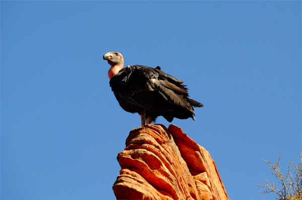 condor-california