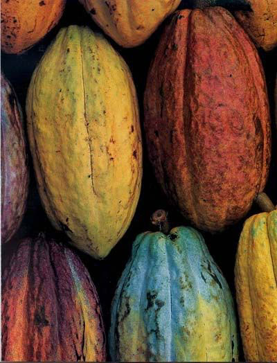 variedades-de-cacao