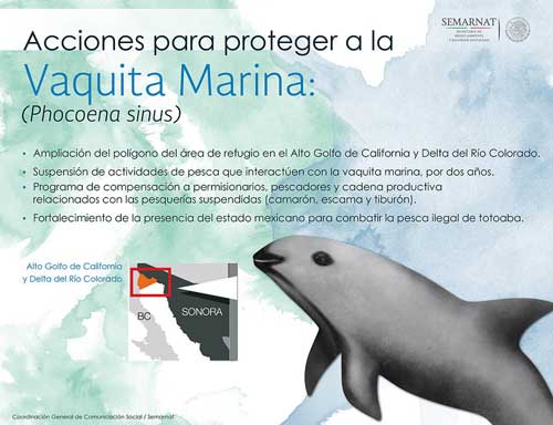 Protección-de-la-vaquita-marina