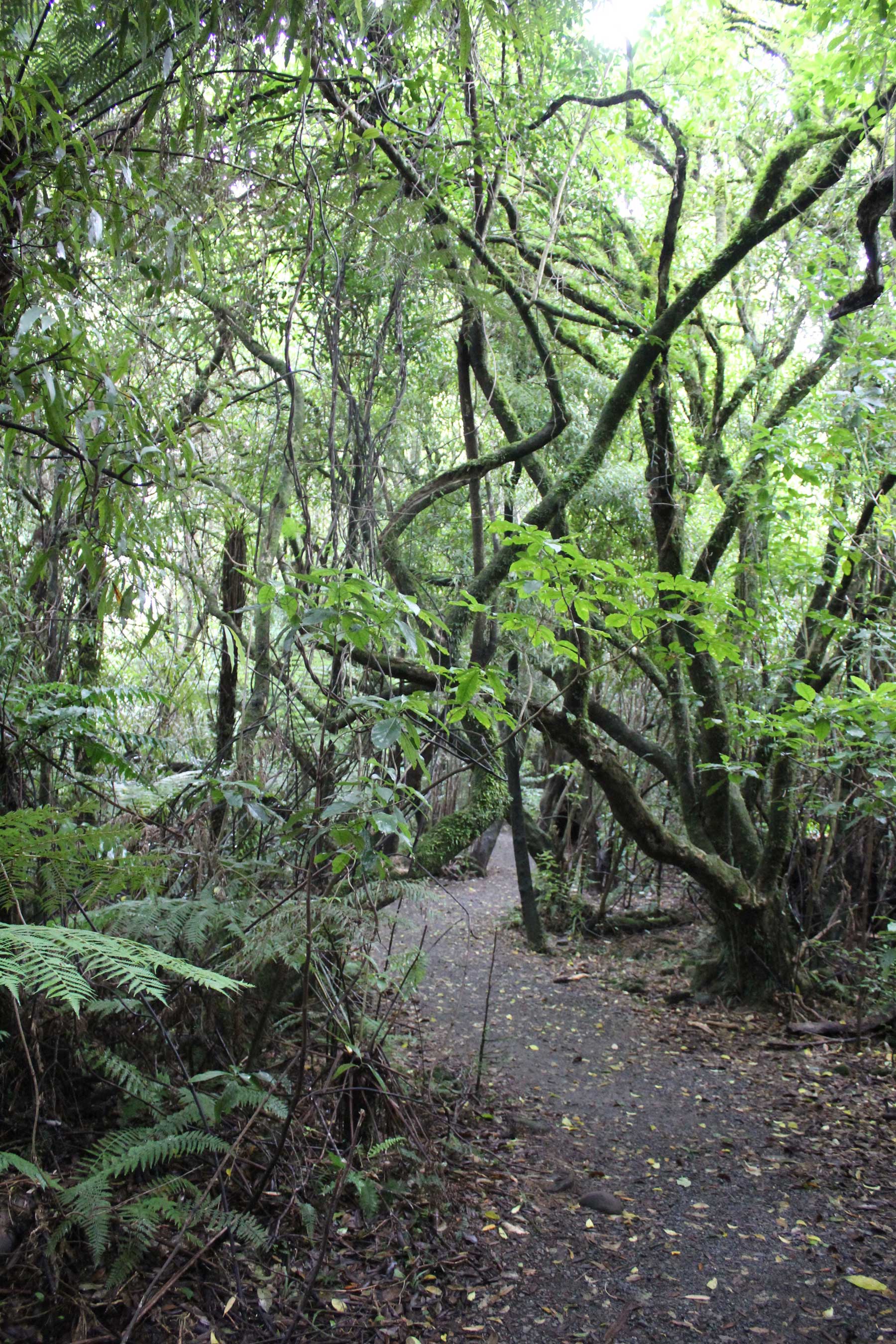 Bosque-Tropical Parque Nacional Tongariro
