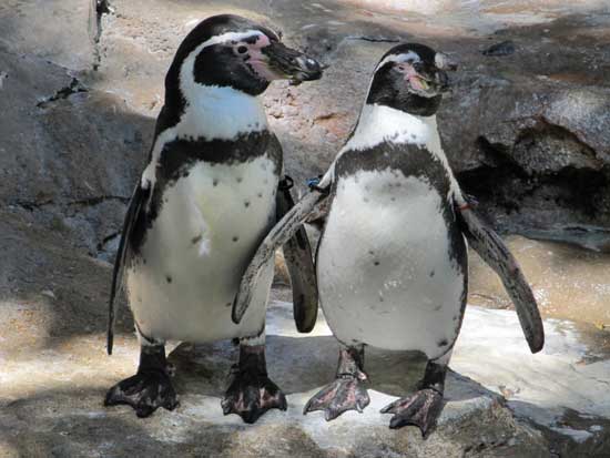 Pingüinos-de-Humboldt