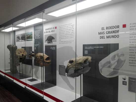 roedor más grande del mundo museo