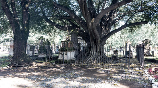 El árbol del vampiro en el Panteón de Belen en Guadalajara