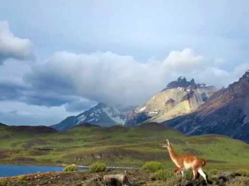La estepa patagónica y su fauna