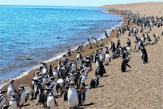 colonias de pinguinos