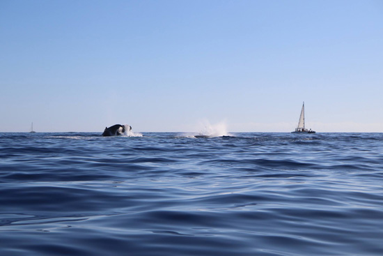 Avistamiento de Ballenas en los Cabos