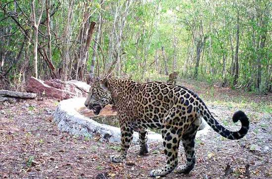 Jaguar en San Ignacio
