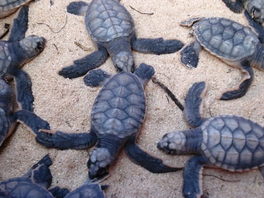 temporada de tortuga marina en Cozumel 2