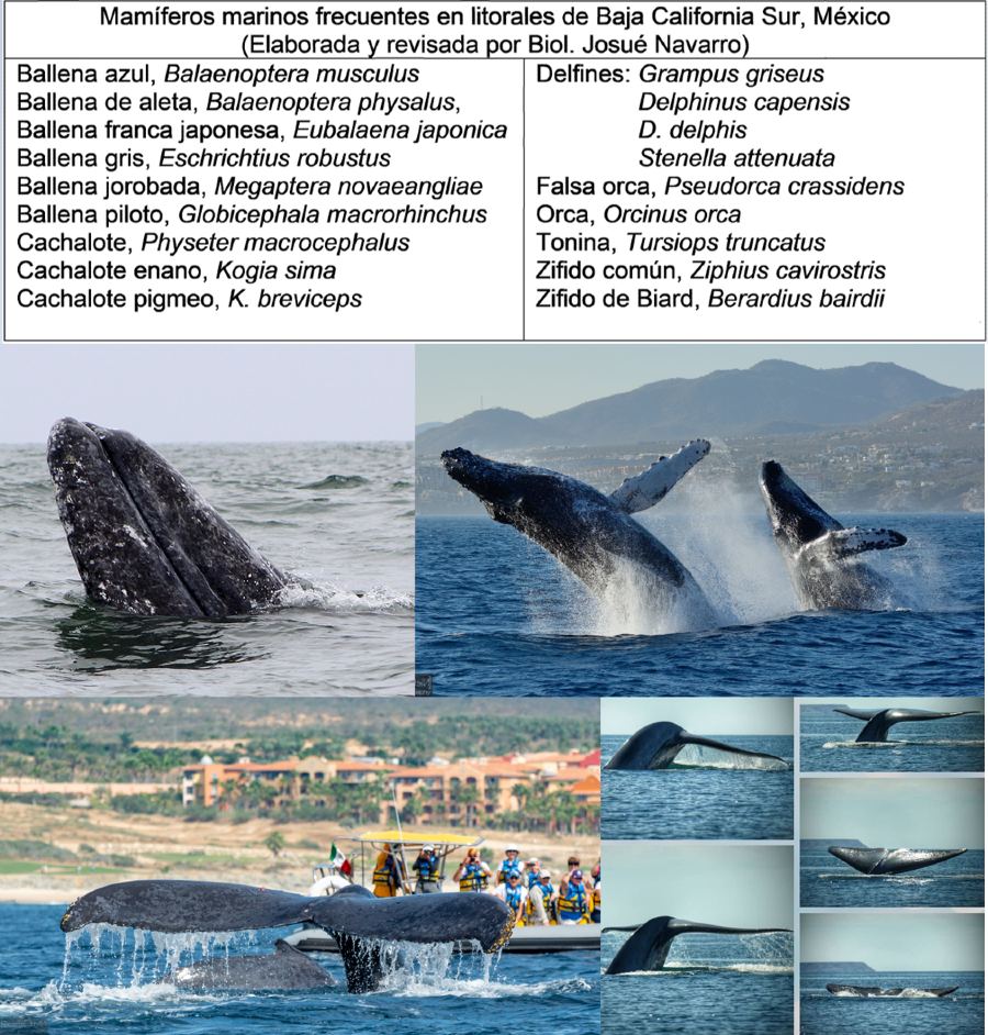 Fauna marina en BCS