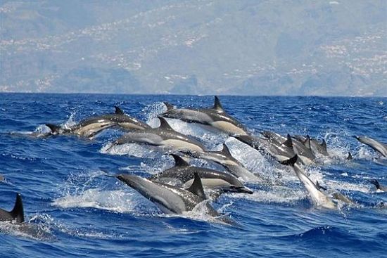 avistamiento delfines