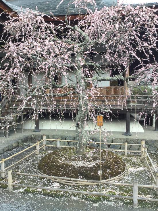 Árbol de cerezo en el Templo Tenryu-ji