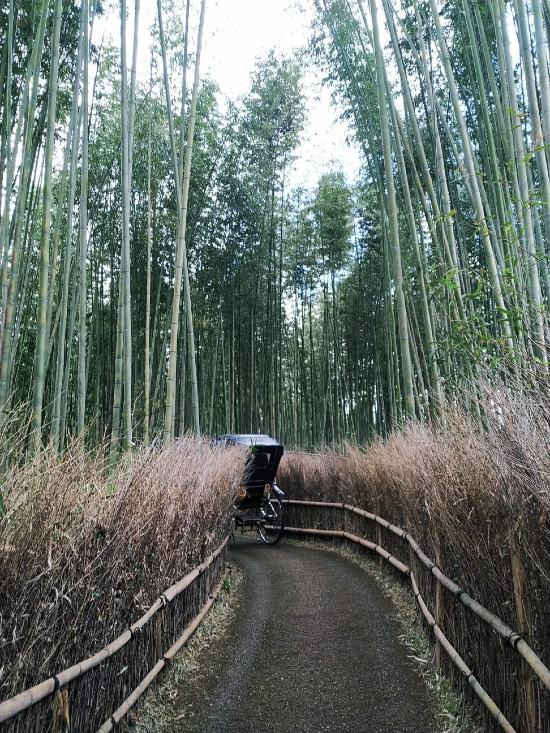 Bosque Bambú Arashiyama