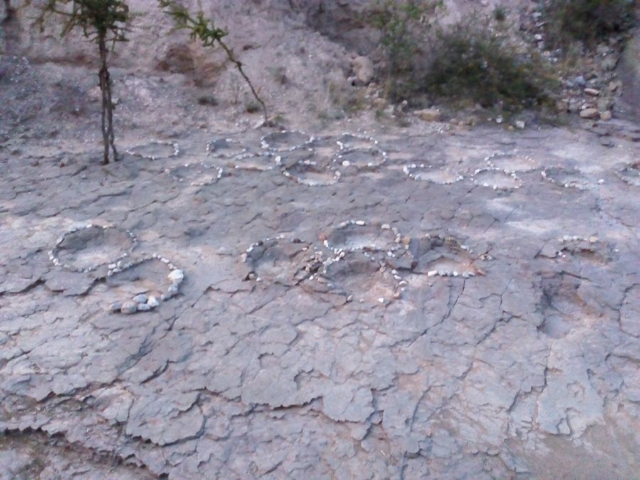 Huellas fosilisadas de dinosaurios herviboros