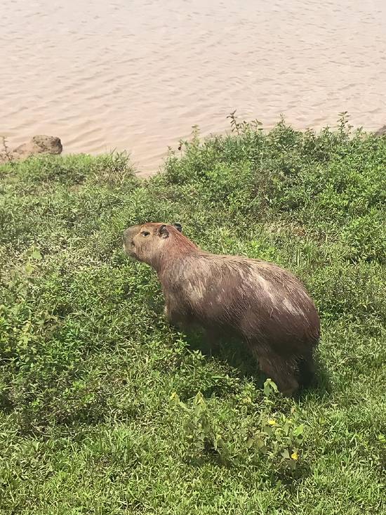 Capibara o Chigüiro en Hato La Aurora