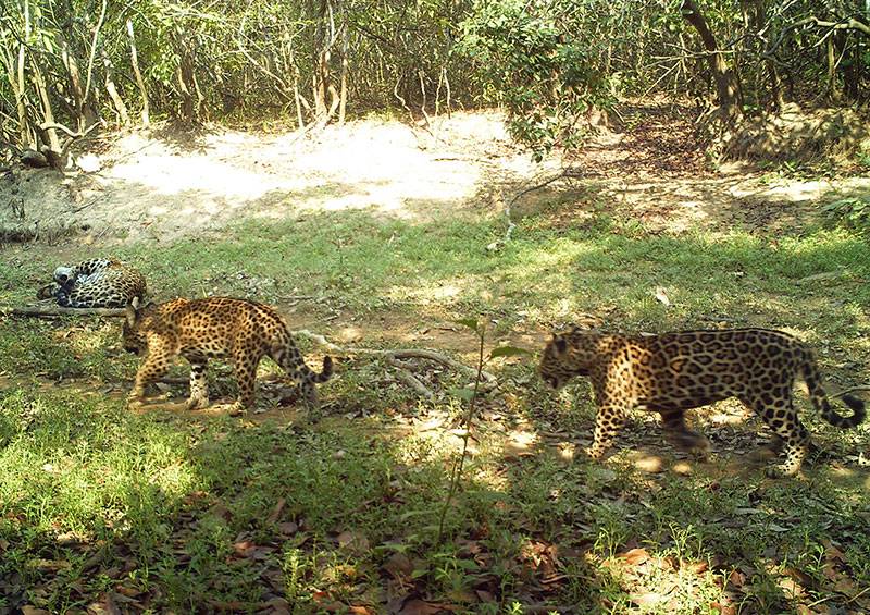 Jaguares en Hato La Aurora