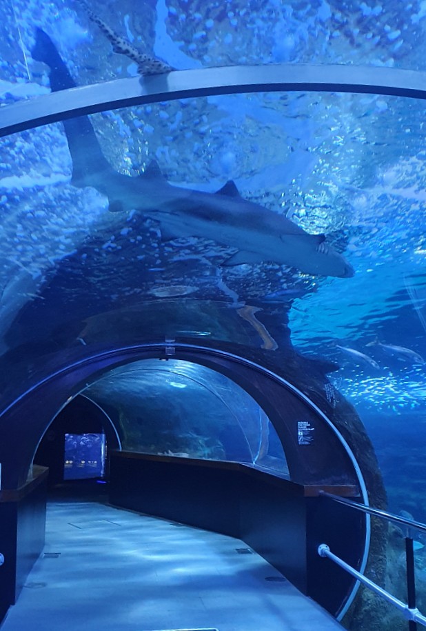 Tiburón en el túnel del Aquarium