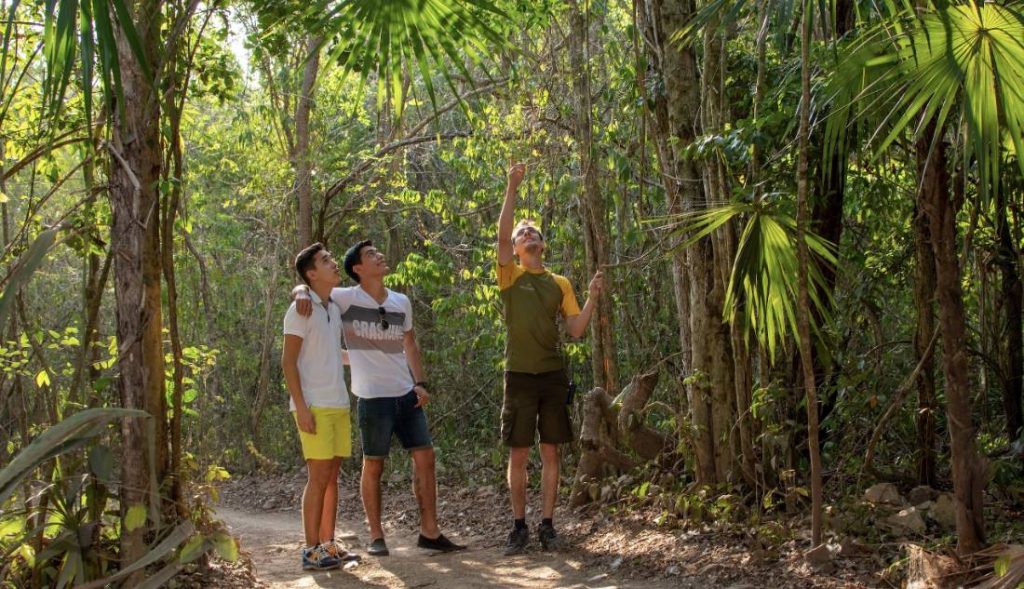 Corredor natural en Quintana Roo selva