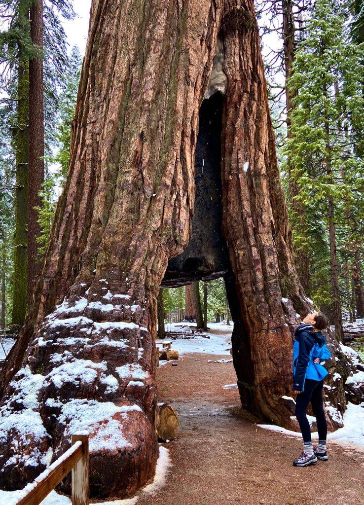 Foto de sequoia tomada en California Tunnel Tree