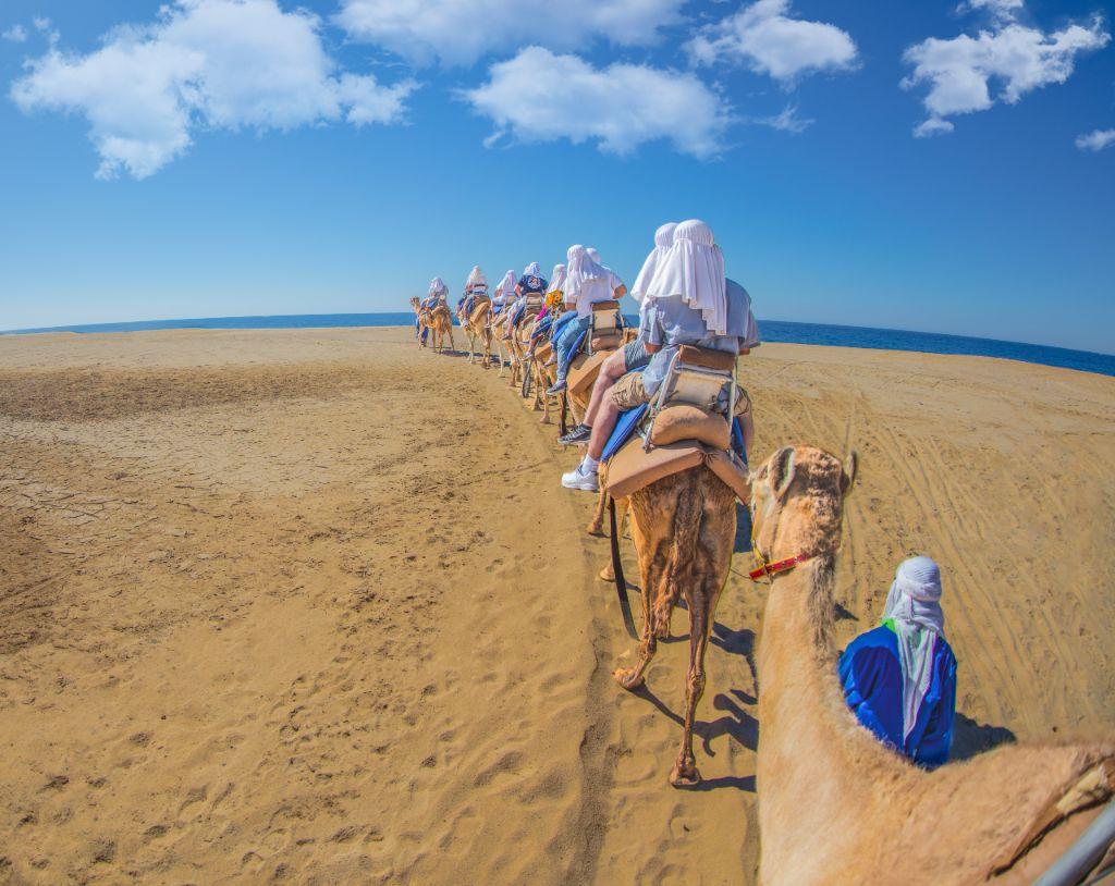 Camellos en el desierto en Los Cabos