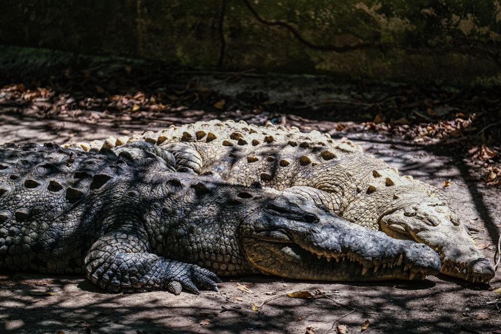 Cocodrilos de la especie Crocodylus Acutus