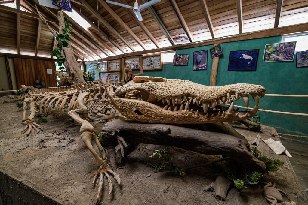 Esqueleto de cocodrilo en el Cocodrilario de La Manzanilla