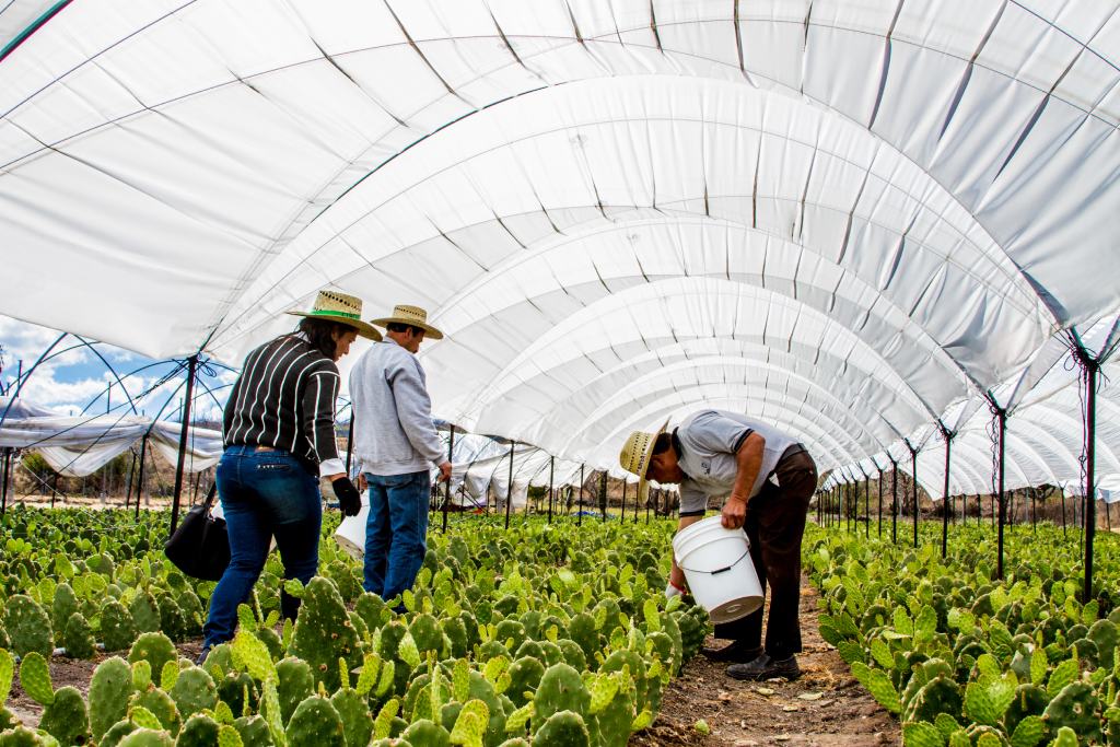 Huerta de nopal en Salamanca